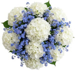 Bouquet of Hydrangea and Forget Me Not