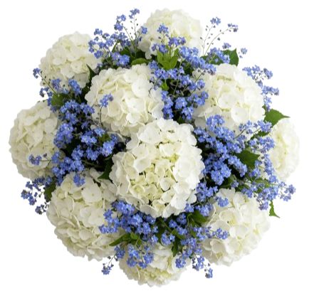 Bouquet of Hydrangea and Forget Me Not