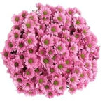 Bouquet of Krissi Santini Chrysanthemum Bouquet - Flowers Box London