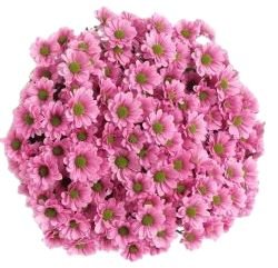 Bouquet of Krissi Santini Chrysanthemum Bouquet - Flowers Box London