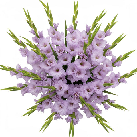Bouquet of Lavender Gladioli