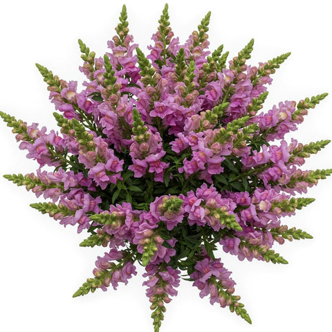 Bouquet of Lavender Snapdragons - Flowers Box London