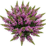 Bouquet of Lavender Snapdragons