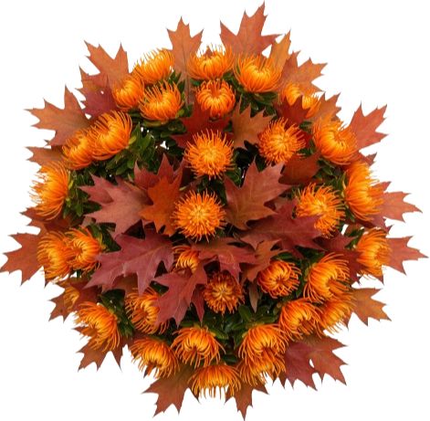 Bouquet of Leucospermum with Oak Leaves