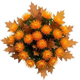 Bouquet of Leucospermum with Oak Leaves