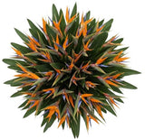 Bouquet of Luxury Birds of Paradise Flowers