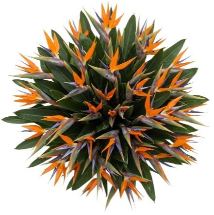 Bouquet of Luxury Birds of Paradise Flowers - Flowers Box London