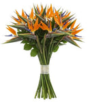 Bouquet of Luxury Birds of Paradise Flowers