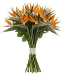 Bouquet of Luxury Birds of Paradise Flowers - Flowers Box London