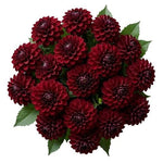 Bouquet of Luxury Red Dahlia - Flowers Box London
