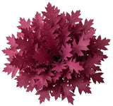 Bouquet of Magenta Quercus Leaves - Flowers Box London
