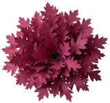 Bouquet of Magenta Quercus Leaves