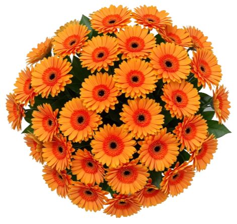 Bouquet of Orange Gerberas with Greenery