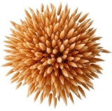 Bouquet of Orange Lagurus - Flowers Box London