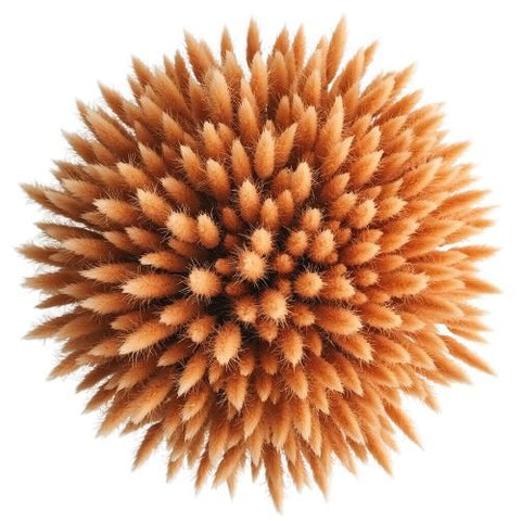 Bouquet of Orange Lagurus - Flowers Box London