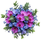 Bouquet of Phalaenopsis Orchids and Blue Forget Me Not - Flowers Box London