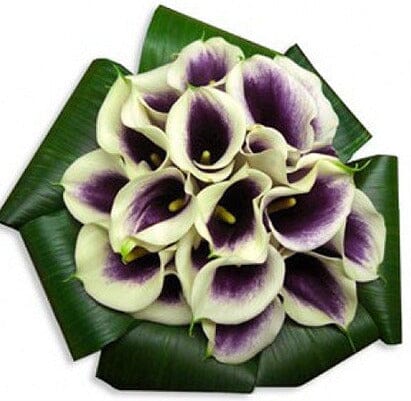 Bouquet of Picasso Calla Lily in Aspidistra Leaves - Flowers Box London