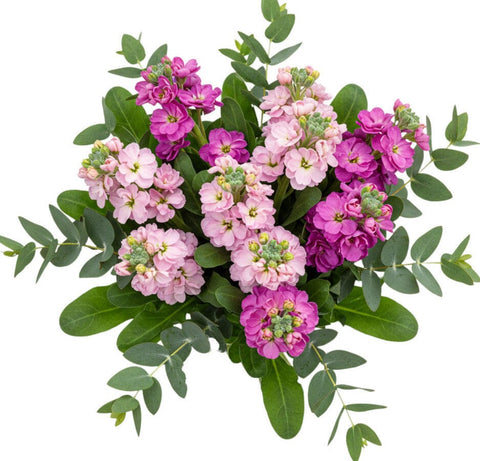 Bouquet of Pink and Cerise Stock with Eucalyptus