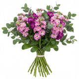 Bouquet of Pink and Cerise Stock with Eucalyptus