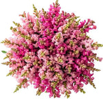 Bouquet of Pink and Light Pink Snapdragons