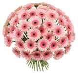 Bouquet of Pink Gerberas - Flowers Box London