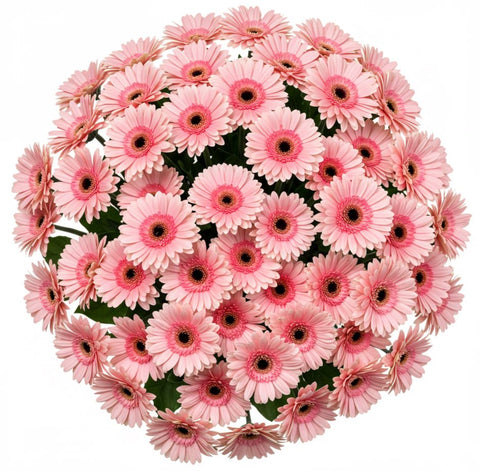Bouquet of Pink Gerberas