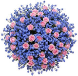 Bouquet of Pretty Spray Roses with Blue Forget Me Not