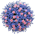 Bouquet of Pretty Spray Roses with Blue Forget Me Not - Flowers Box London