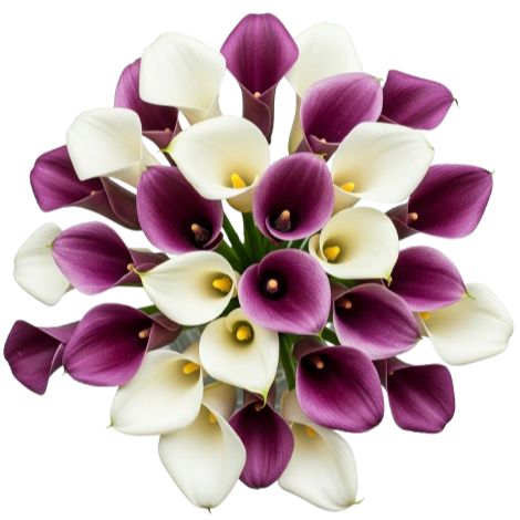 white calla lily with purple center Bouquet of Purple & White Calla Lily | Elegant Floral Arrangement