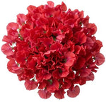 Bouquet of Red Sweet Pea