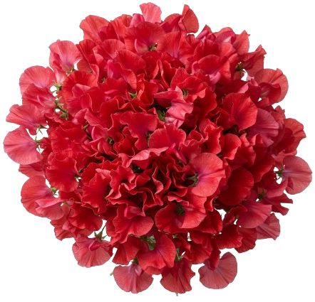 Bouquet of Red Sweet Pea