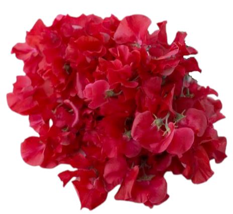 Bouquet of Red Sweet Pea