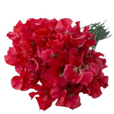 Bouquet of Red Sweet Pea