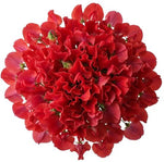 Bouquet of Red Sweet Pea