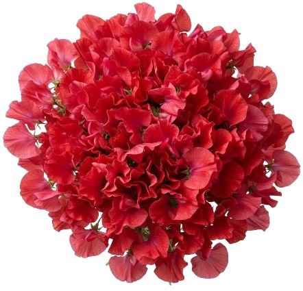 Bouquet of Red Sweet Pea - Flowers Box London