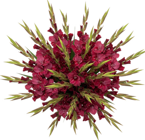 Bouquet of Ruby Red Gladiolus