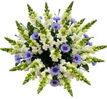 Bouquet of Snapdragons and Cornflowers