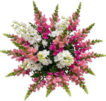 Bouquet of Snapdragons and White Delphinium