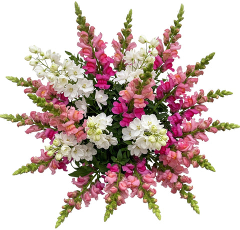 Bouquet of Snapdragons and White Delphinium - Flowers Box London