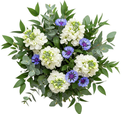 Bouquet of Stock with Blue Cornflowers and Greeneery