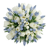 Bouquet of Tulips and Freesias with Blue Muscari - Flowers Box London
