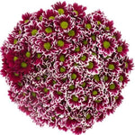 Bouquet of Two - Tone Chrysanthemum