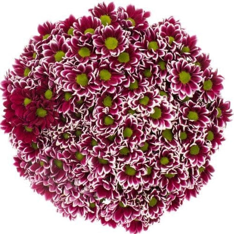 Bouquet of Two - Tone Chrysanthemum