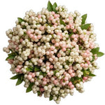 Bouquet of White and Pink Blush Snowberries