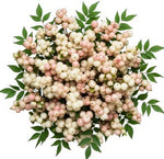 Bouquet of White and Pink Blush Snowberries