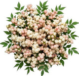 Bouquet of White and Pink Blush Snowberries