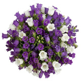 Bouquet of White and Purple Campanula - Flowers Box London