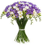 Bouquet of White and Purple Freesias - Flowers Box London