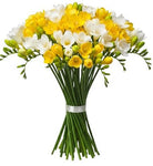 Bouquet of White and Yellow Freesias - Flowers Box London
