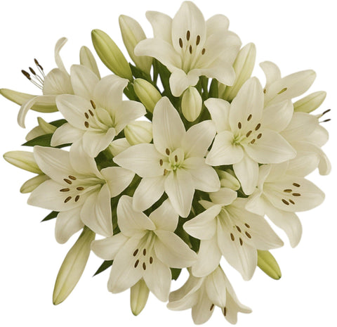 Bouquet of White Aztec Lily - Flowers Box London